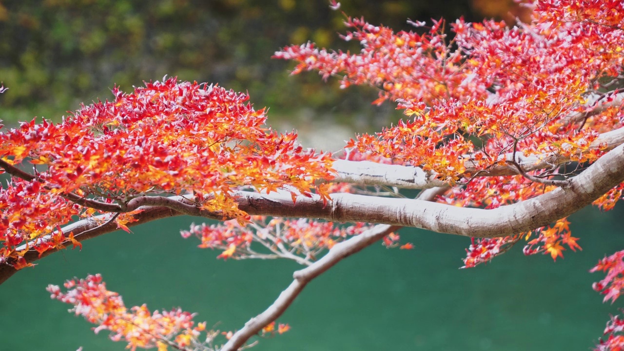 秋日日本京都森林里的五彩缤纷的枫树。视频下载
