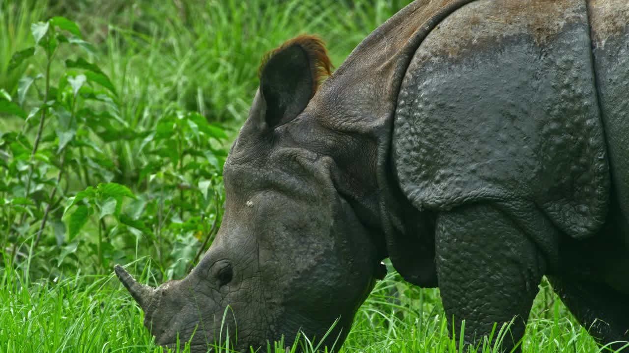 一只独角犀牛在野生草地上咀嚼和吃草的中号镜头。视频下载