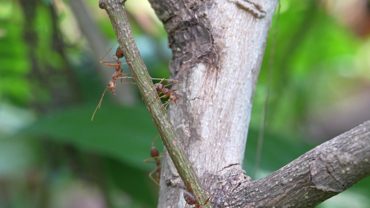 特写树枝上的一群红蚂蚁视频下载