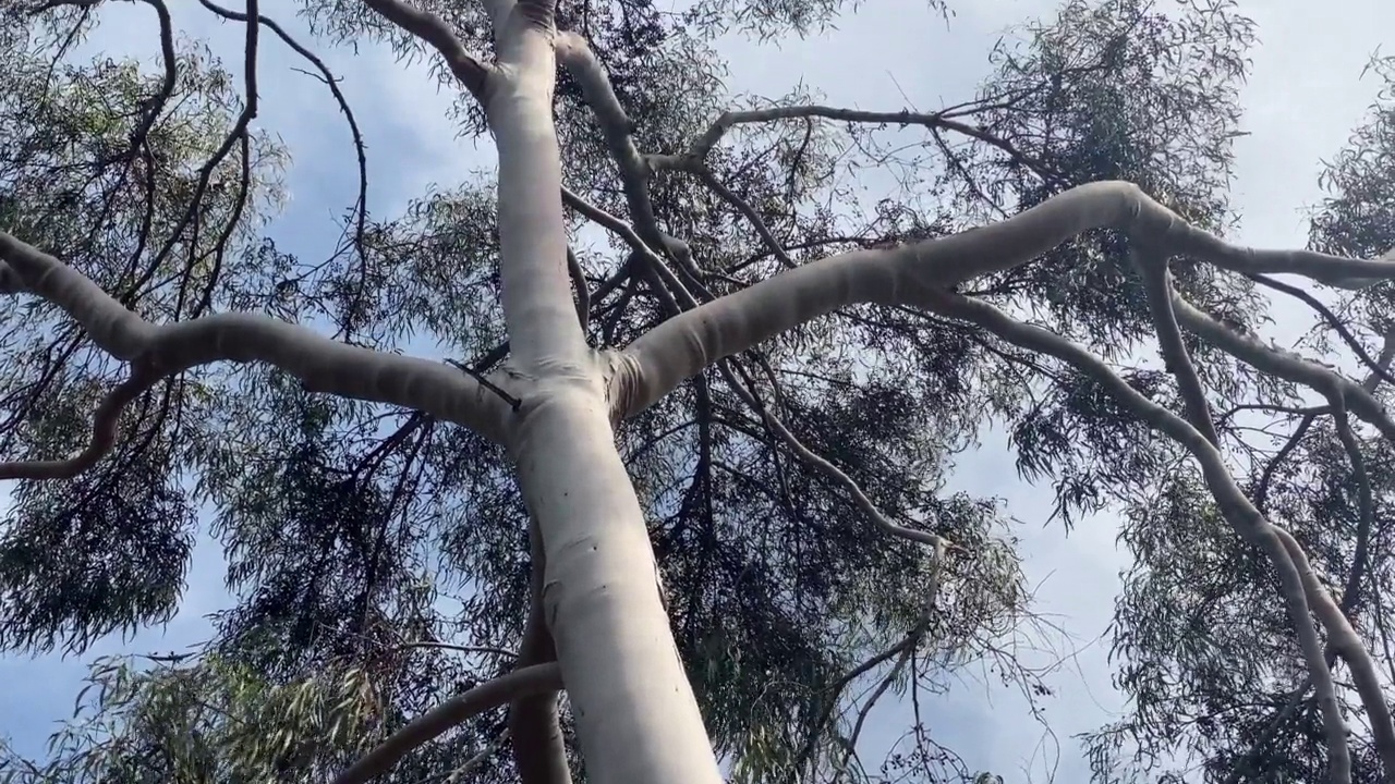 倾斜拍摄无树皮的树视频素材