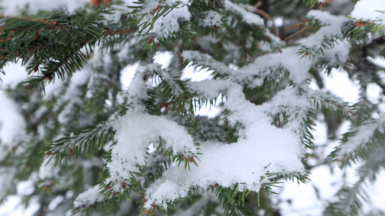 雪花落在圣诞树的树枝上。4 k的决议视频下载