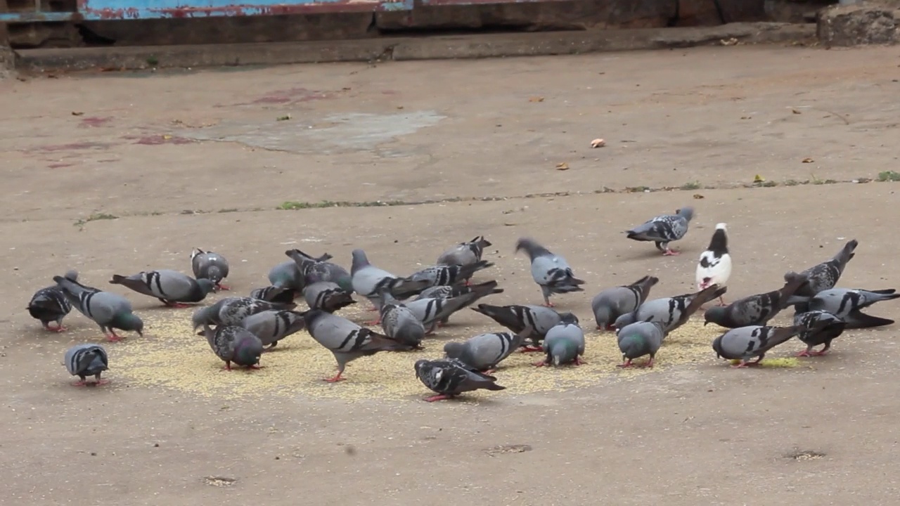 一群鸽子在吃猎物视频素材