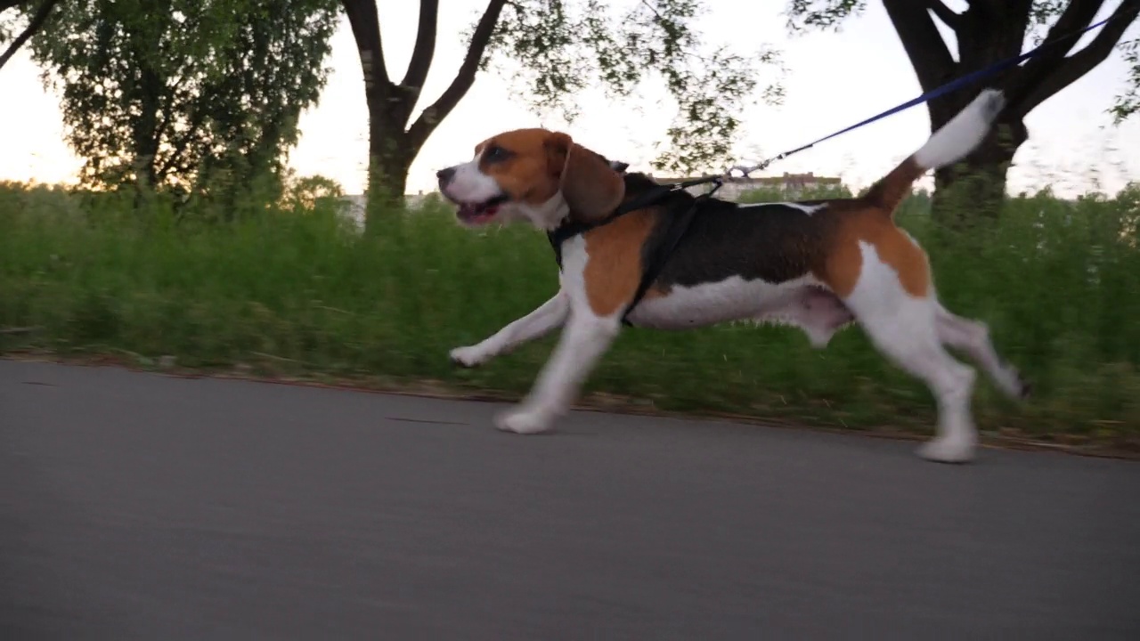 比格犬沿着城市公园的小路奔跑，敏捷的狗的跟踪镜头视频下载