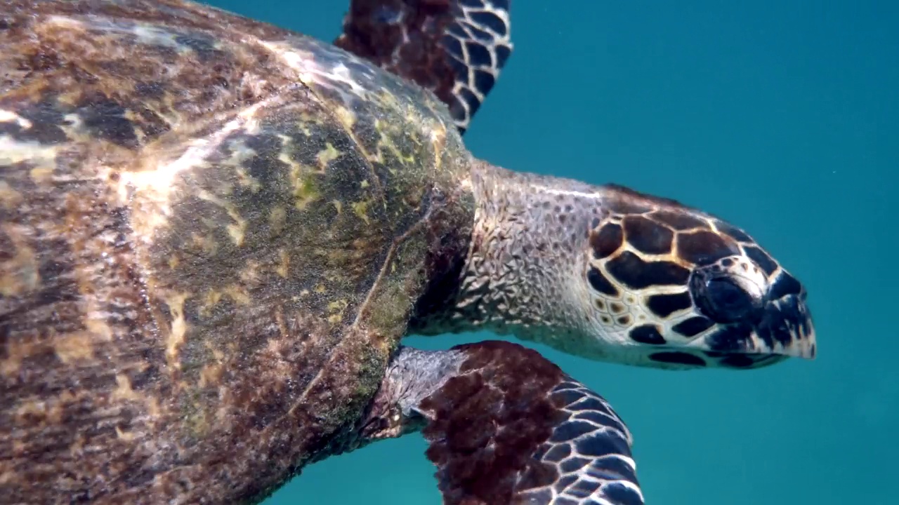 在蓝色的海洋中游泳的玳瑁海龟的特写。野生海龟的水下视频。深海野生动物。视频下载