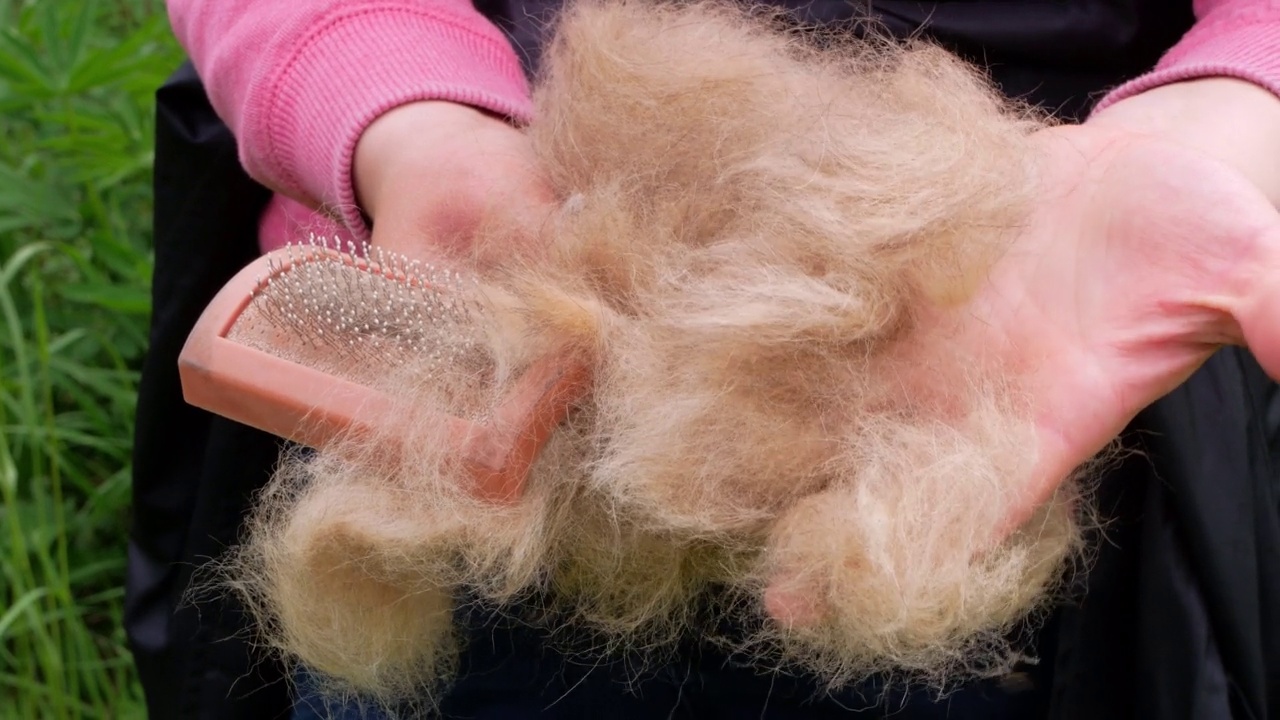 长脱落的狗毛梳上宠物特写在女孩的手户外。用美容师的工具梳理狗的毛发，去除损坏的皮毛，为毛茸茸的品种幼犬刷牙。季节性过度的犬类脱发护理视频素材