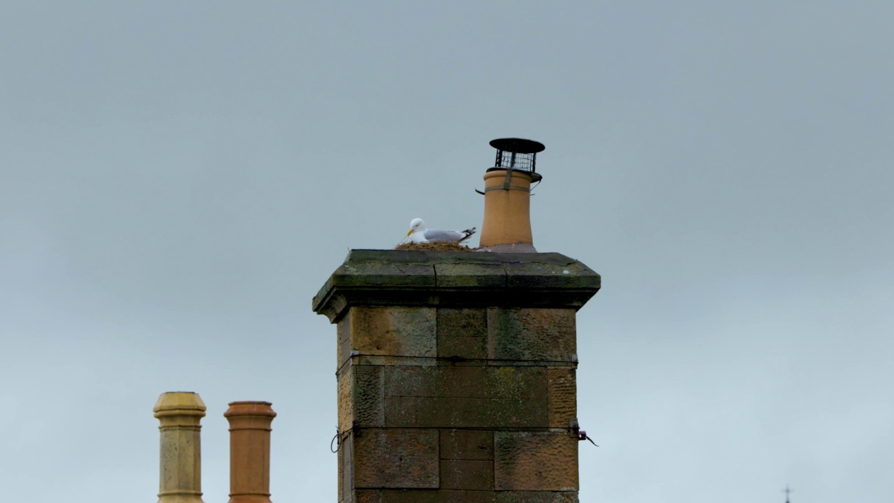 灰色天空下，一只海鸥在烟囱顶上照顾她的巢穴视频素材