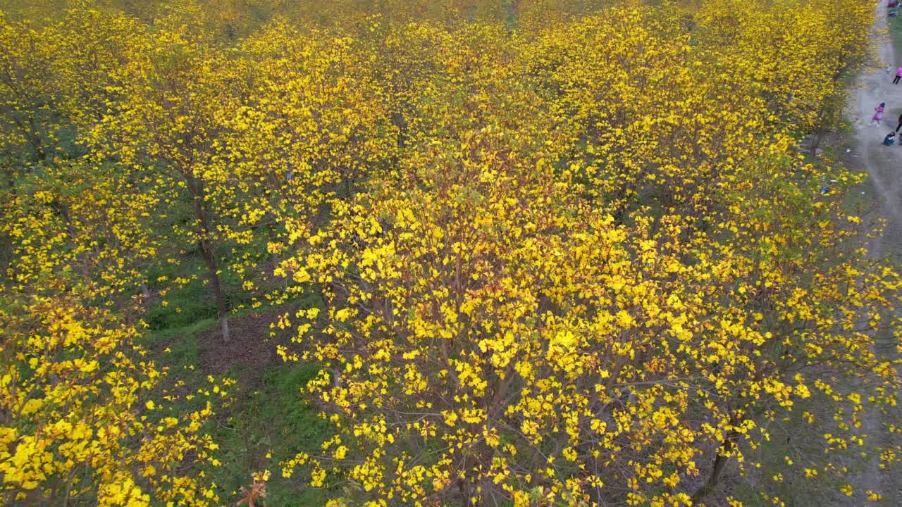 无人机拍摄的黄树视频视频素材