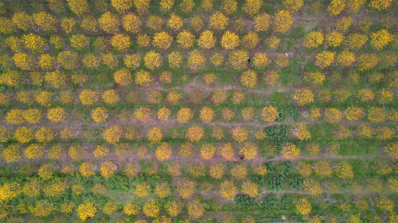 无人机拍摄的黄树视频视频素材