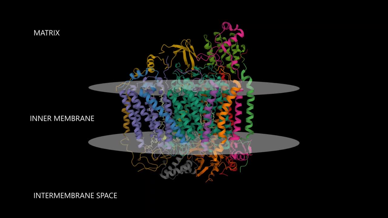 人细胞色素c氧化酶的结构视频下载