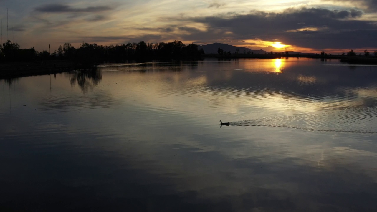 无人机跟踪日落时湖面上游弋的鸟视频素材