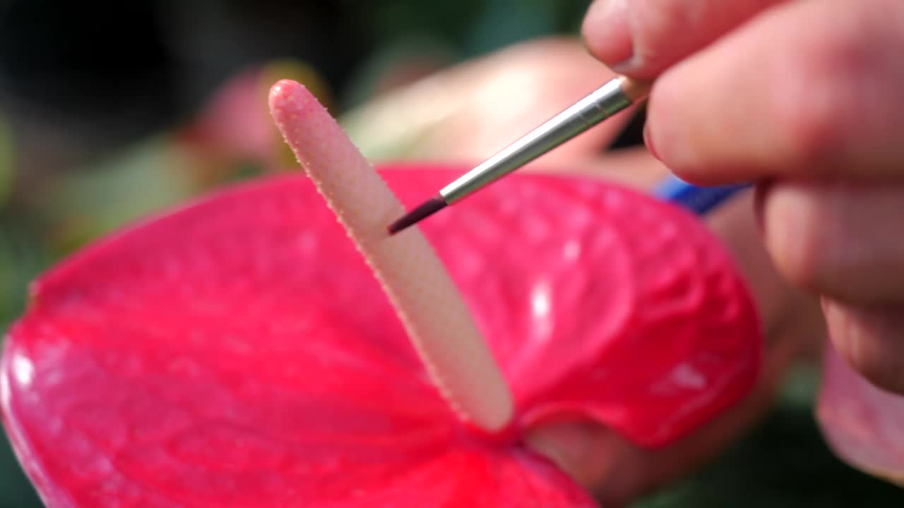 花烛属植物育种过程视频素材