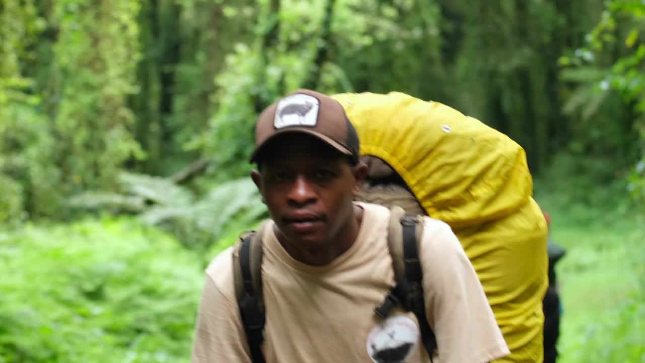 一个背着大背包的徒步旅行者穿过雨林去攀登乞力马扎罗山。视频下载