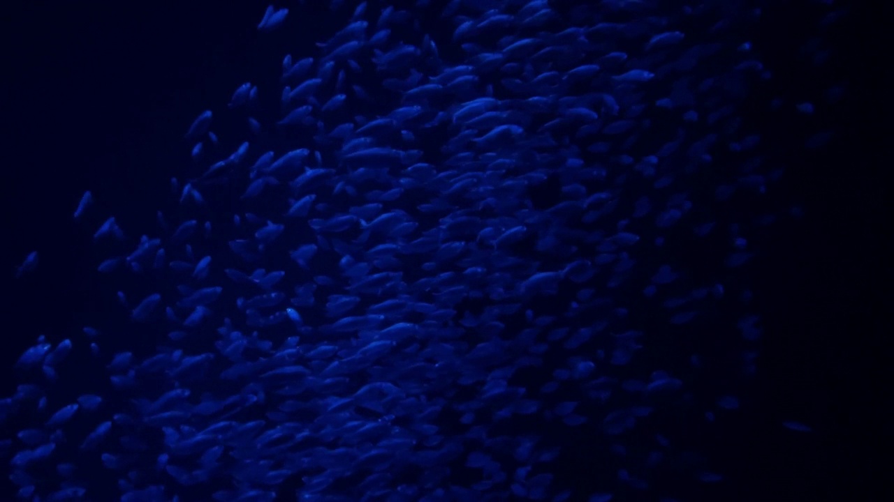 沙丁鱼游泳在深蓝水鱼学校慢动作视频系列视频下载