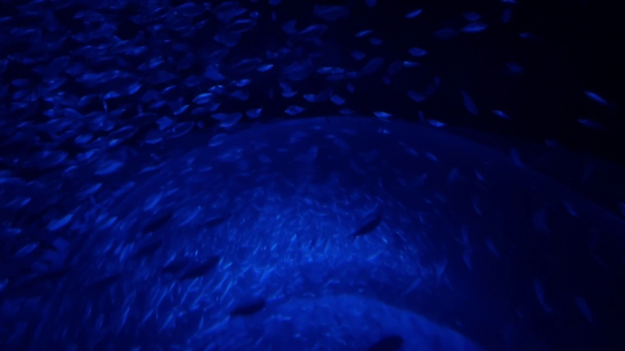 沙丁鱼游泳在深蓝水鱼学校慢动作视频系列视频下载