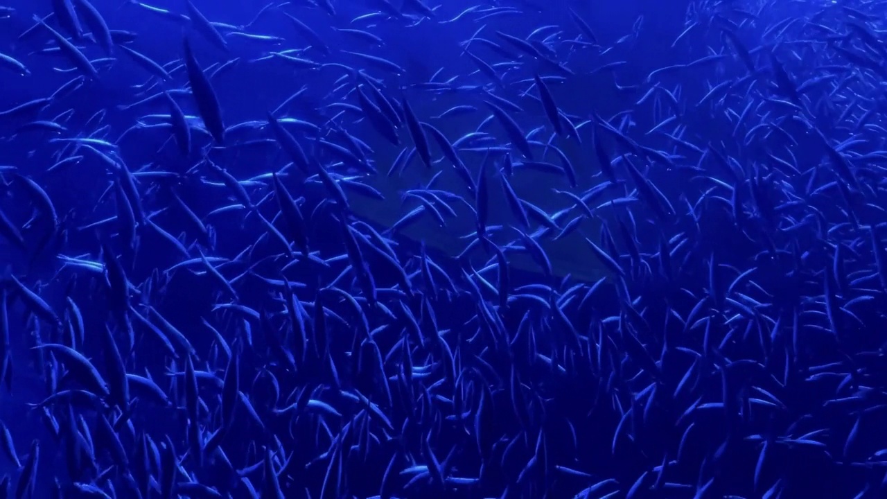 小水生鱼沙丁鱼游泳在深蓝水鱼学校慢动作视频系列视频下载
