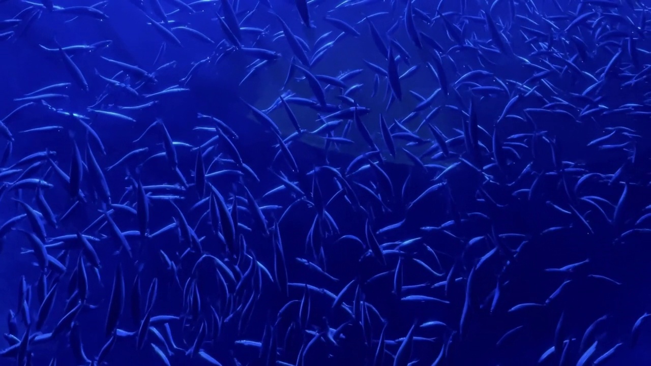 大群沙丁鱼游泳在深蓝水鱼学校慢动作视频系列视频素材