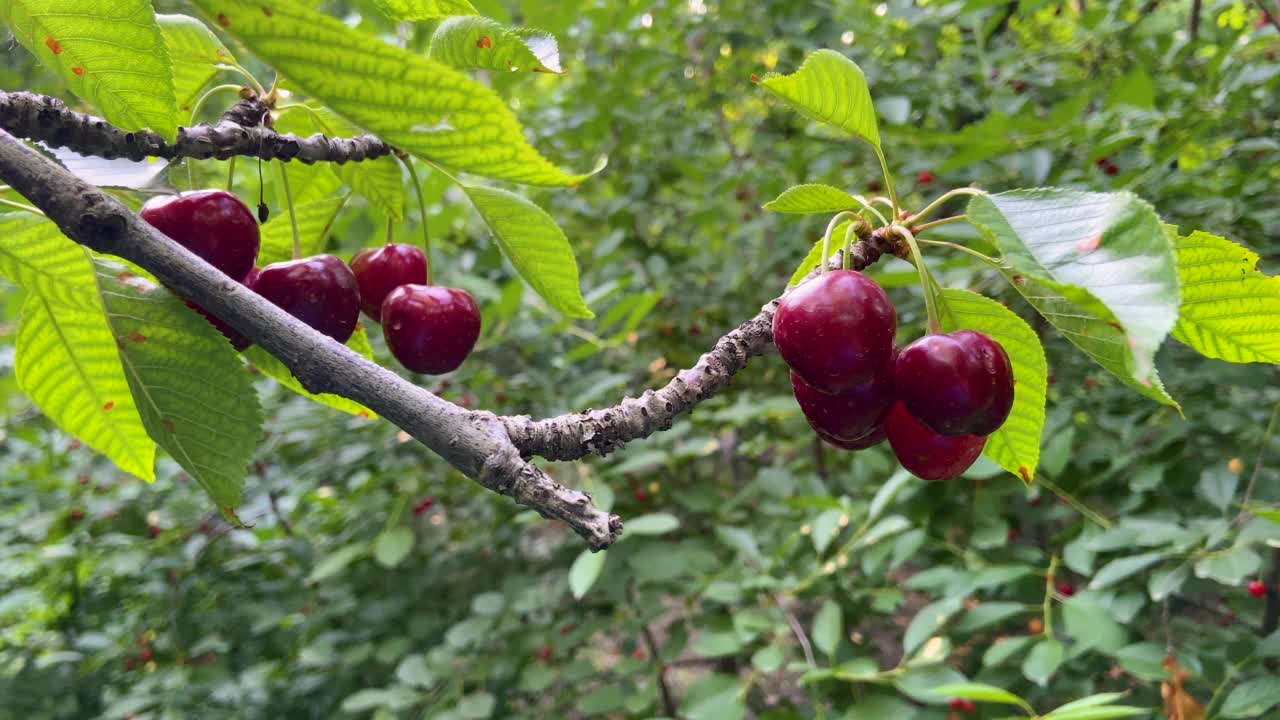 熟樱桃挂在樱桃树枝上的特写视频素材