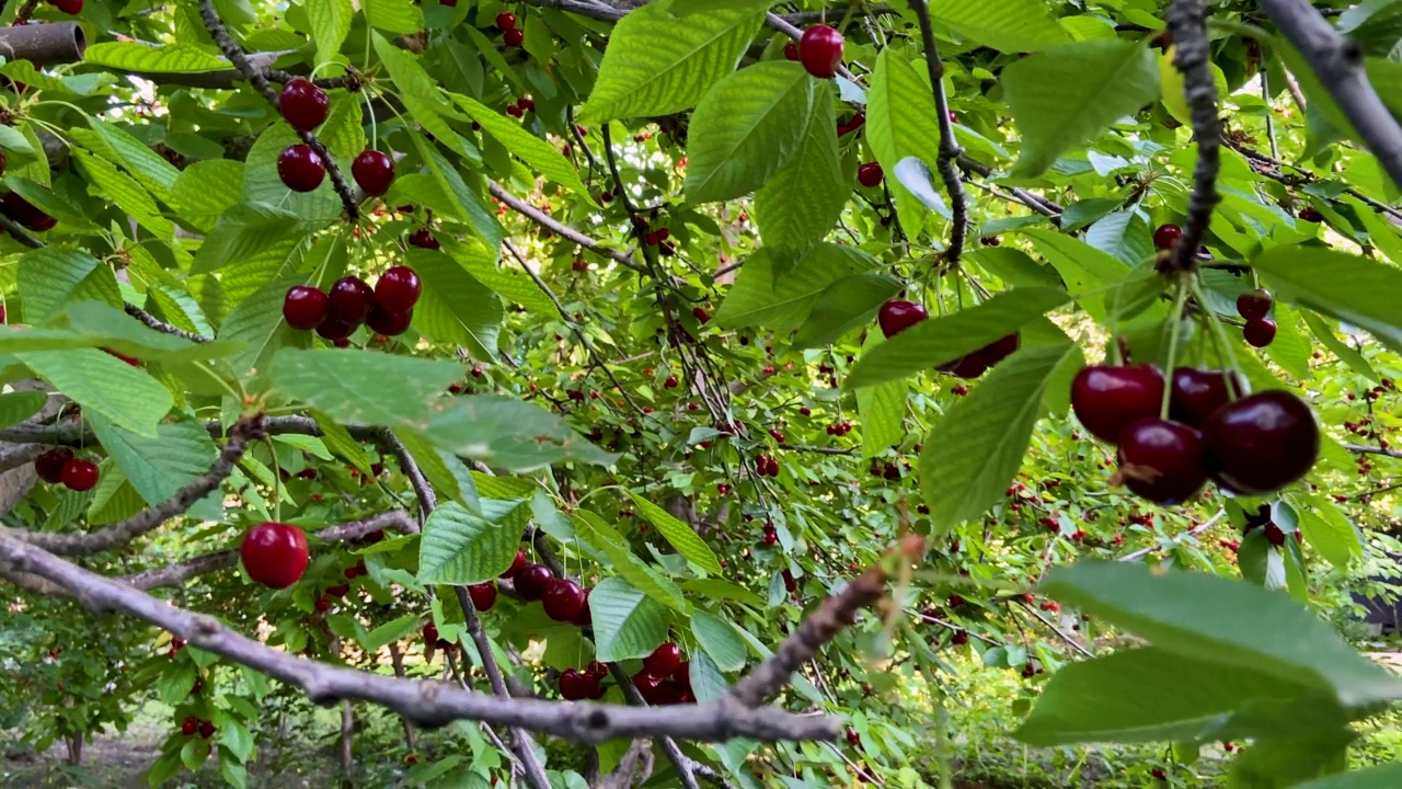 成熟的樱桃挂在樱桃树枝上视频素材