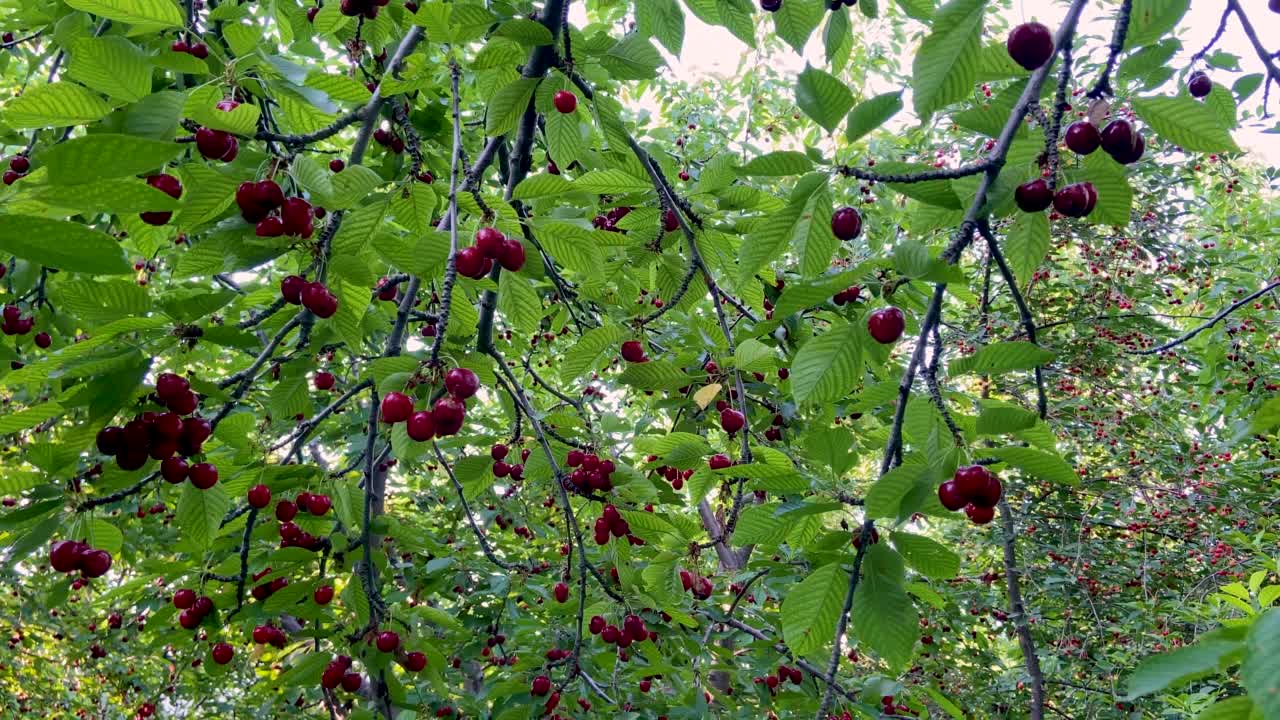 成熟的樱桃挂在樱桃树枝上视频素材
