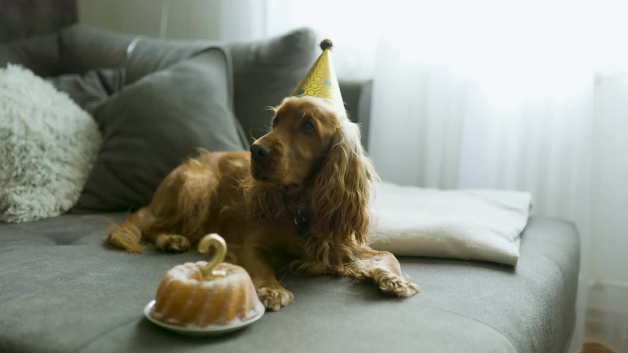 戴着派对帽和生日蛋糕的可爱狗狗视频素材
