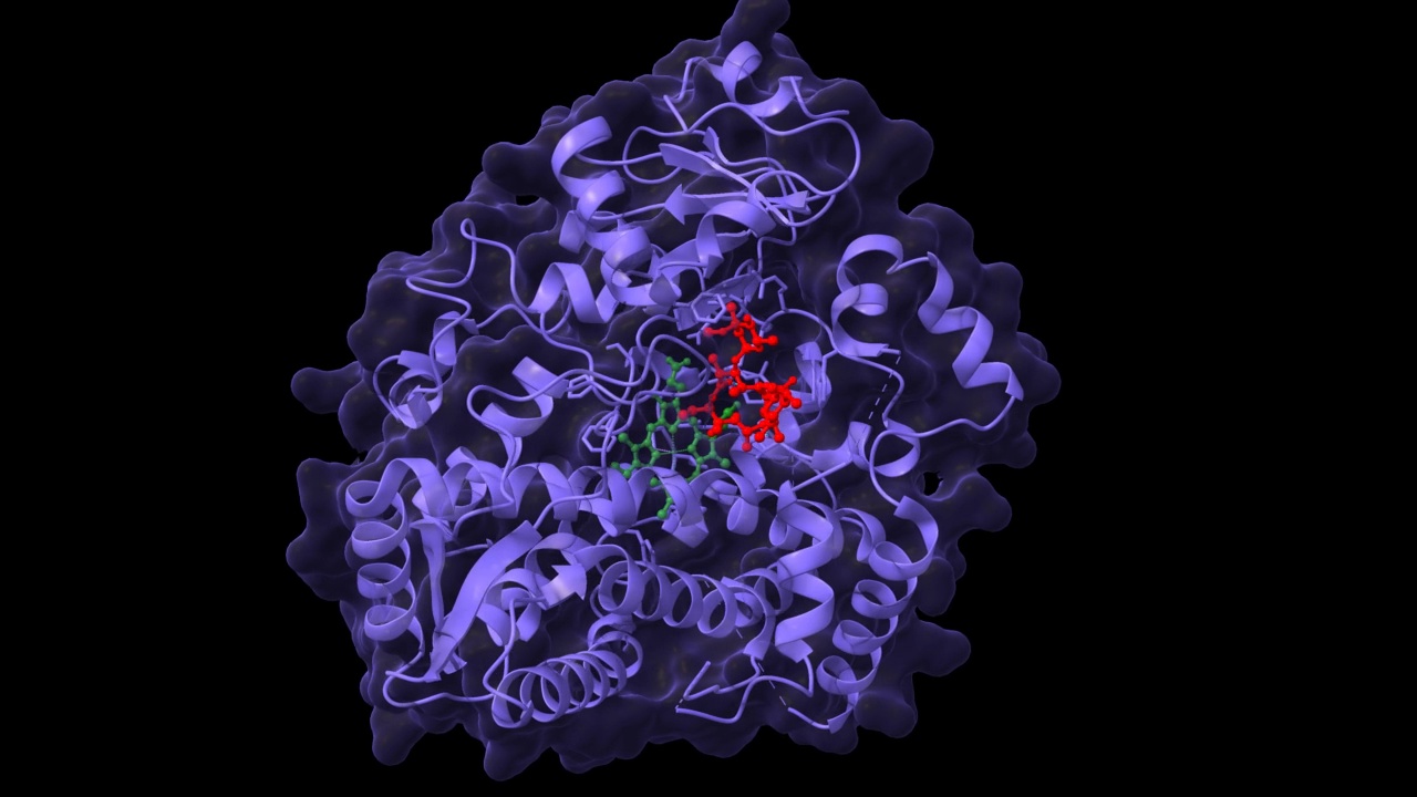 红霉素复合物P450 3A4的晶体结构(红)视频下载
