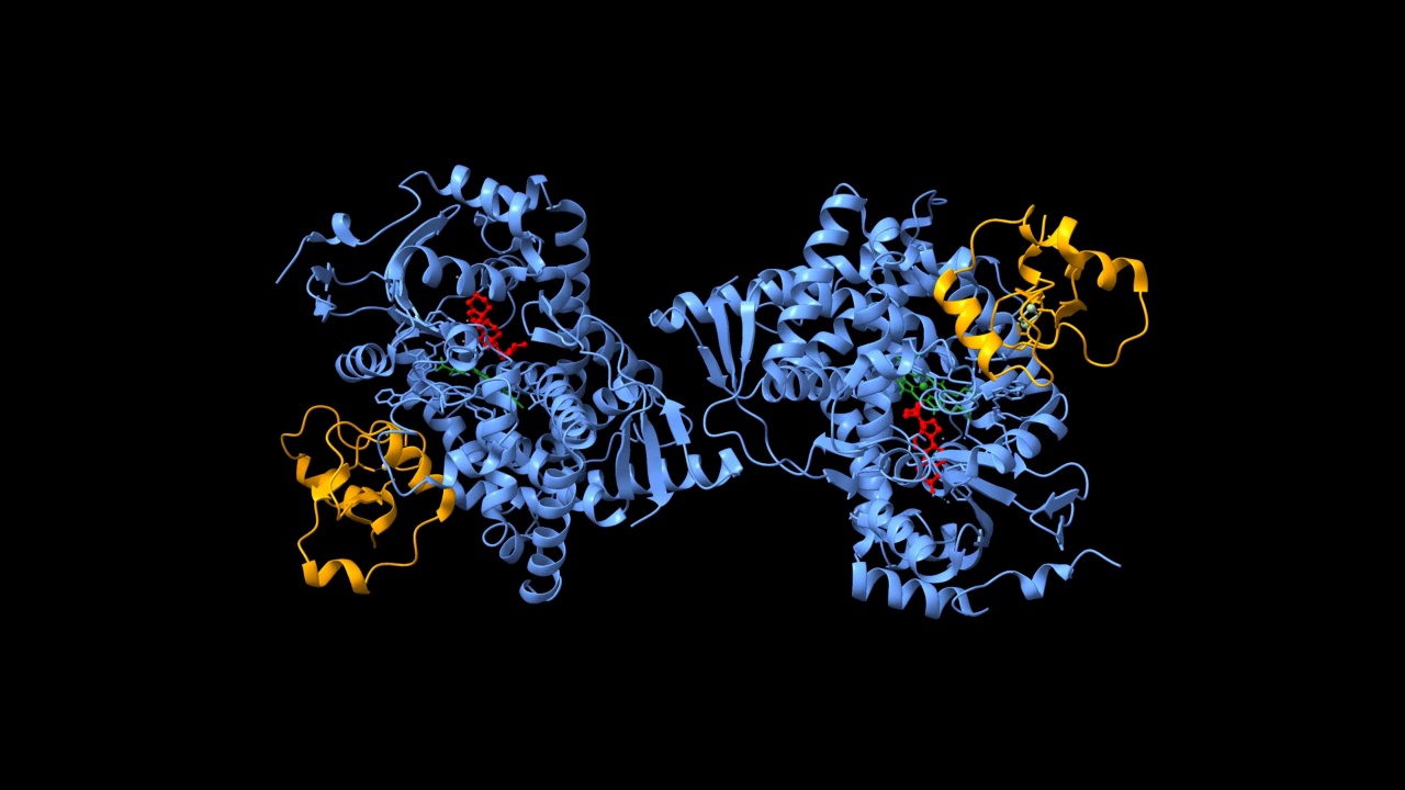 人CYP11A1二聚体与肾上腺素(橙色)和胆固醇(红色)的复合物的结构。绿色表示原卟啉。视频下载