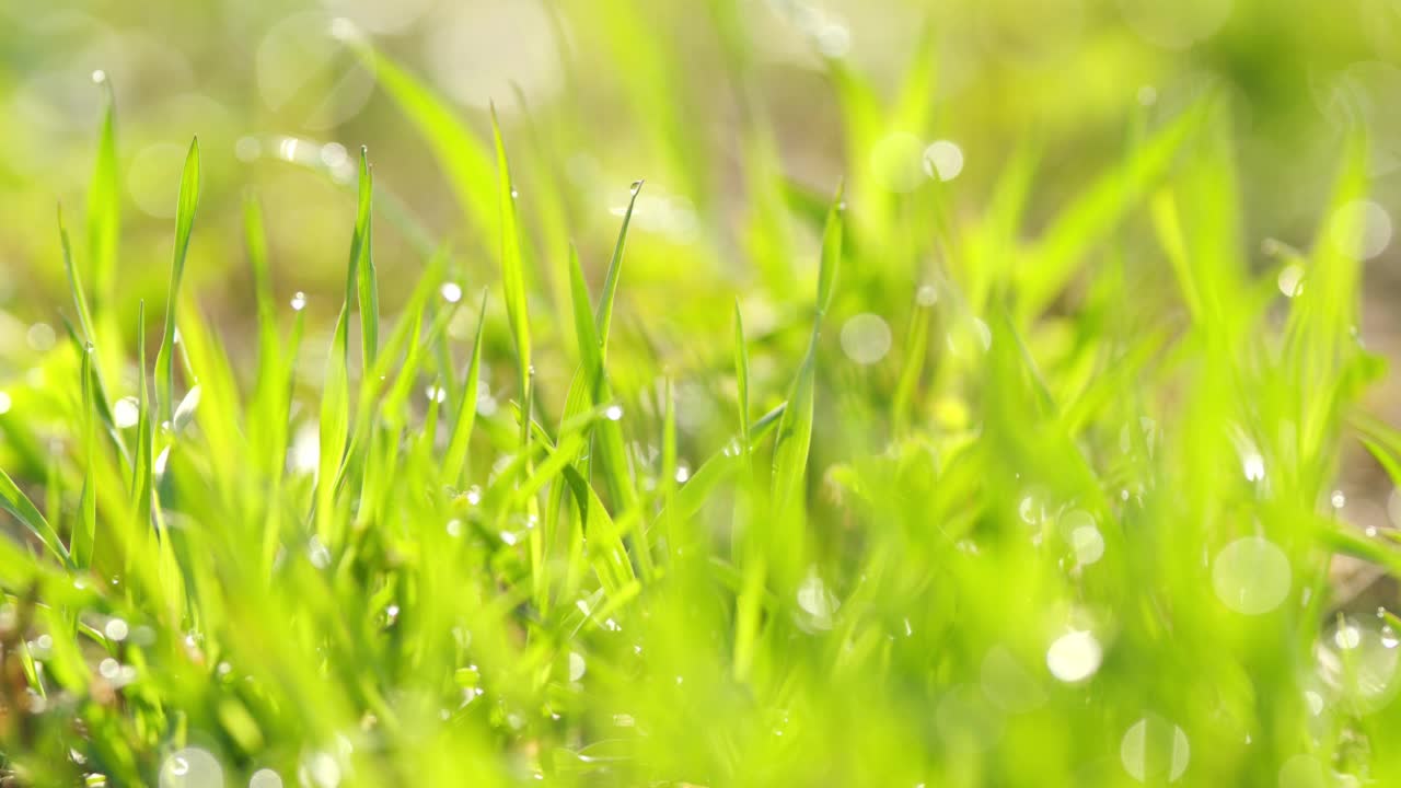 美丽的绿草在球场上摇曳。慢镜头特写。草在风中摇曳。视频素材