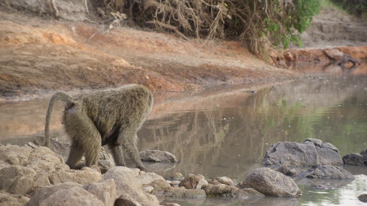 坦桑尼亚，一只狒狒在河边喝水时抱着孩子。视频下载