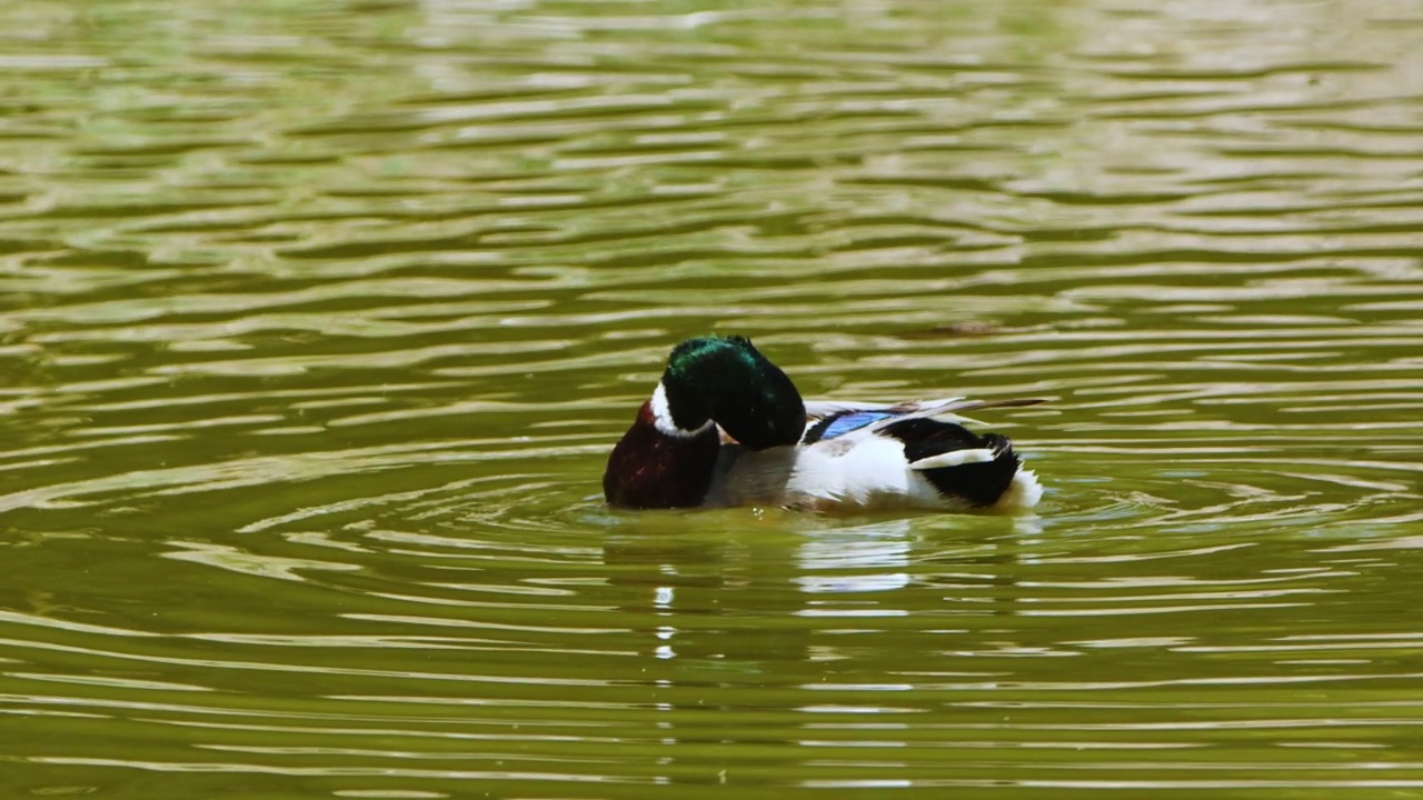 动物鸟鸭在绿色的湖视频素材