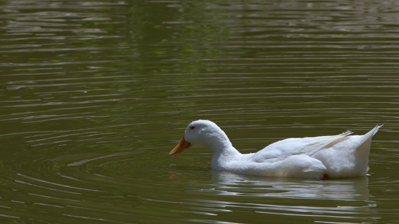 动物鸟鸭在绿色的湖视频素材
