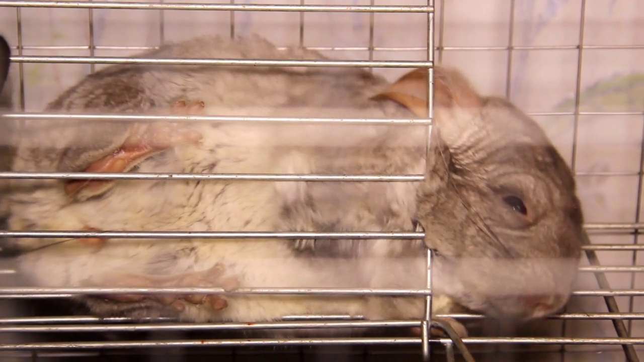 一只灰色的栗鼠躺在笼子的格子后面视频素材