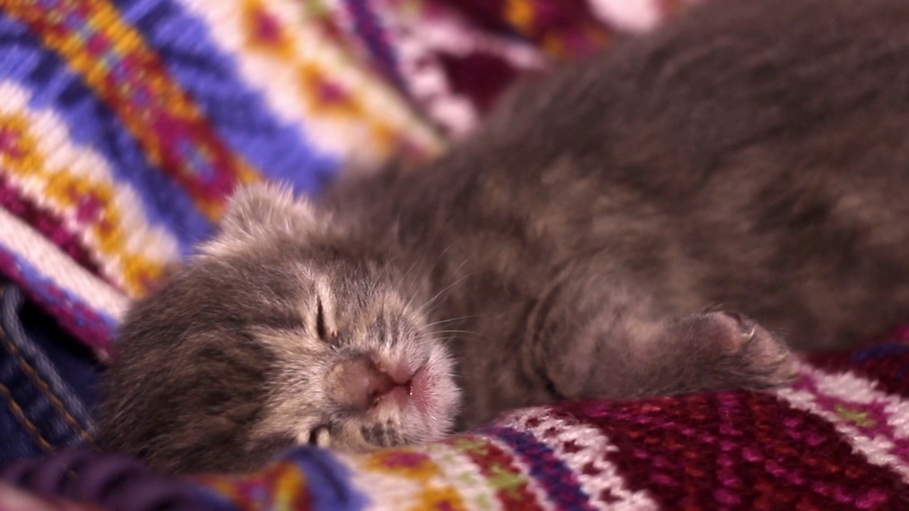 一只正在睡觉的小灰猫视频素材