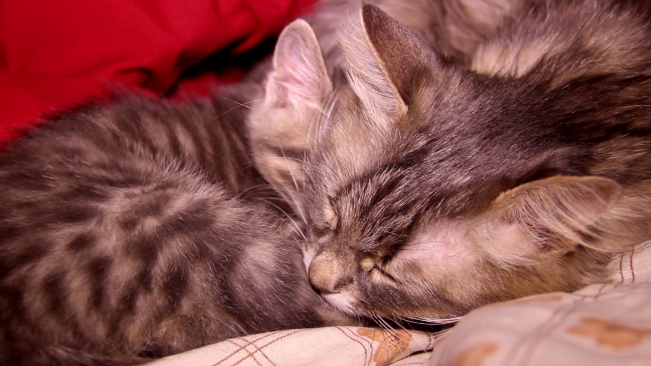 一只睡着的灰猫和一只睡着的小灰猫视频素材