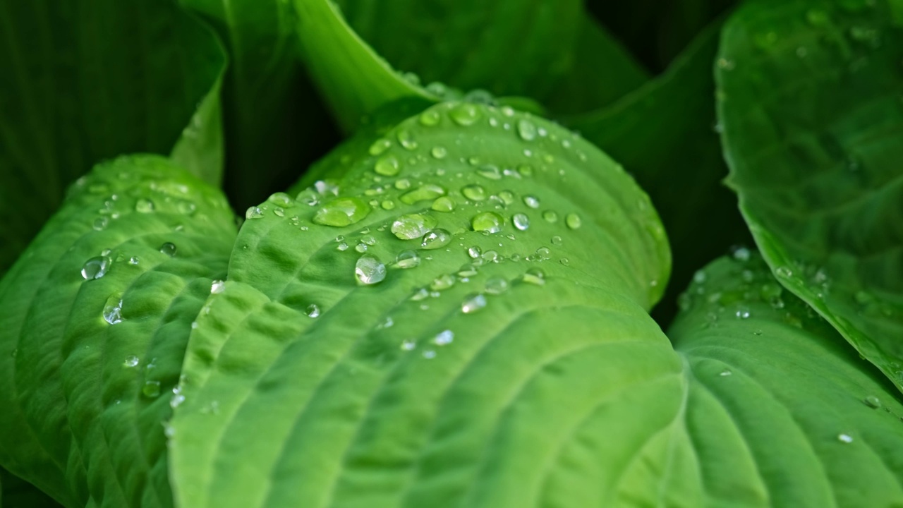 清澈的水滴雨水在巨大的绿叶表面保持张力和粘性视频素材