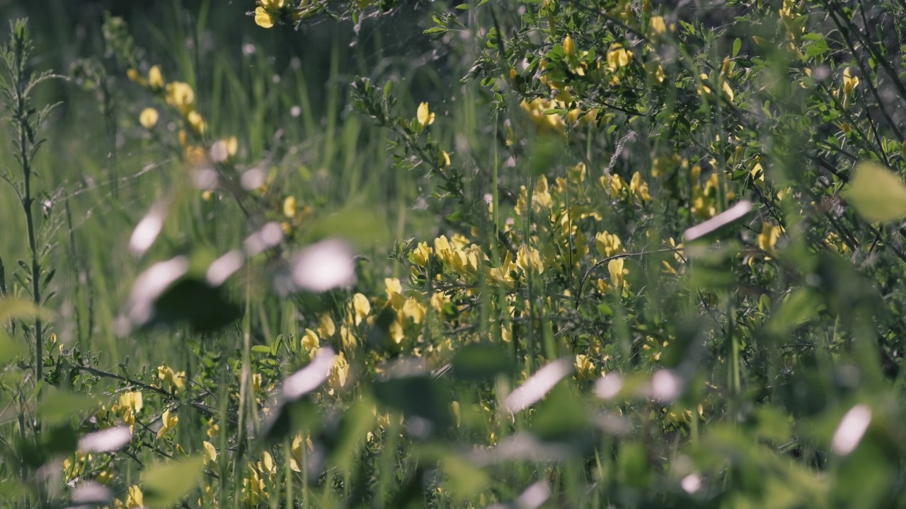野花和绿草。阳光明媚的春天。视频素材