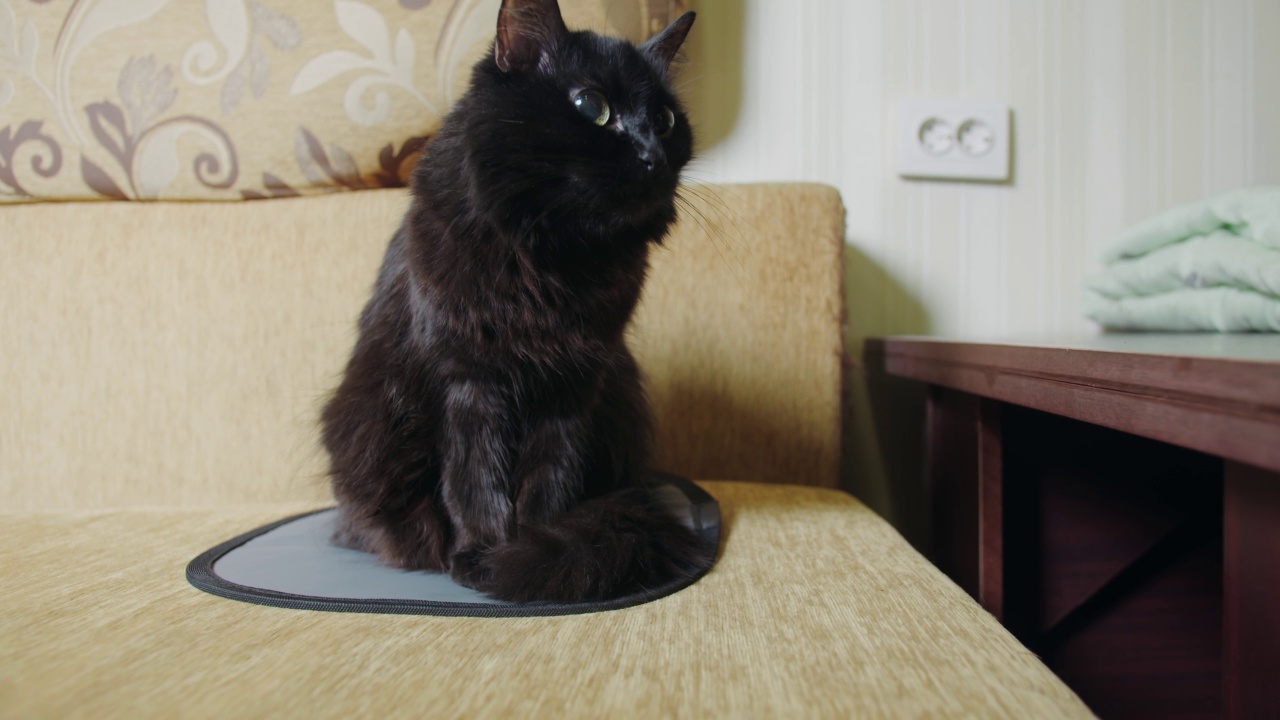 一只黑猫坐在沙发上舔自己视频下载