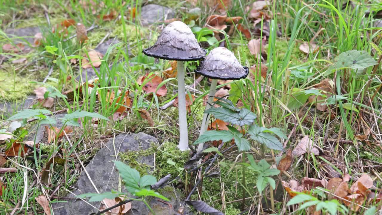 森林中的毒蘑菇特写视频素材