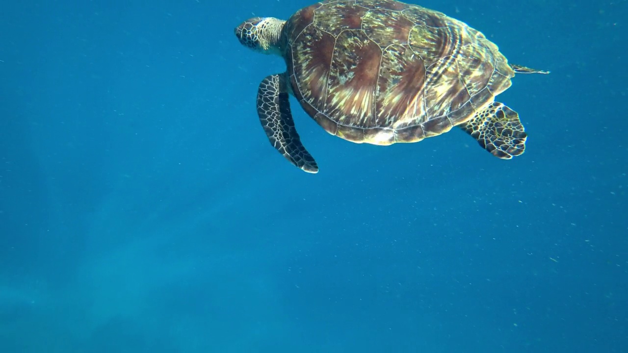 一只乌龟在开阔的海洋里游泳。清水视频下载