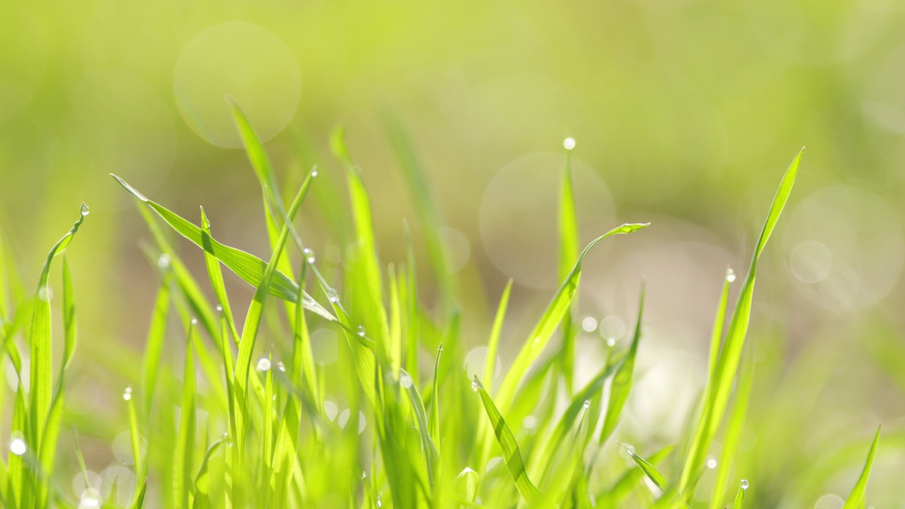 新鲜的晨露滴在充满活力的绿色草地上，阳光照耀着。放松,浪漫的背景。视频素材