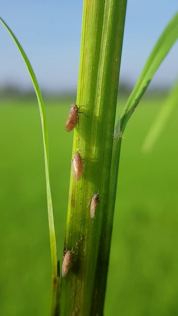 稻飞虱(Nilaparvata lugens)侵食水稻幼树。视频下载