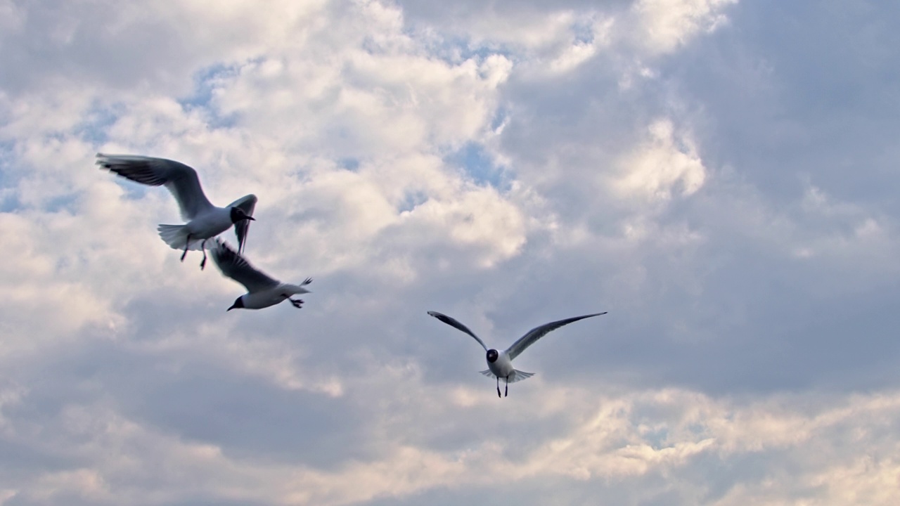 一群黑头海鸥在多云的天空中飞翔视频素材