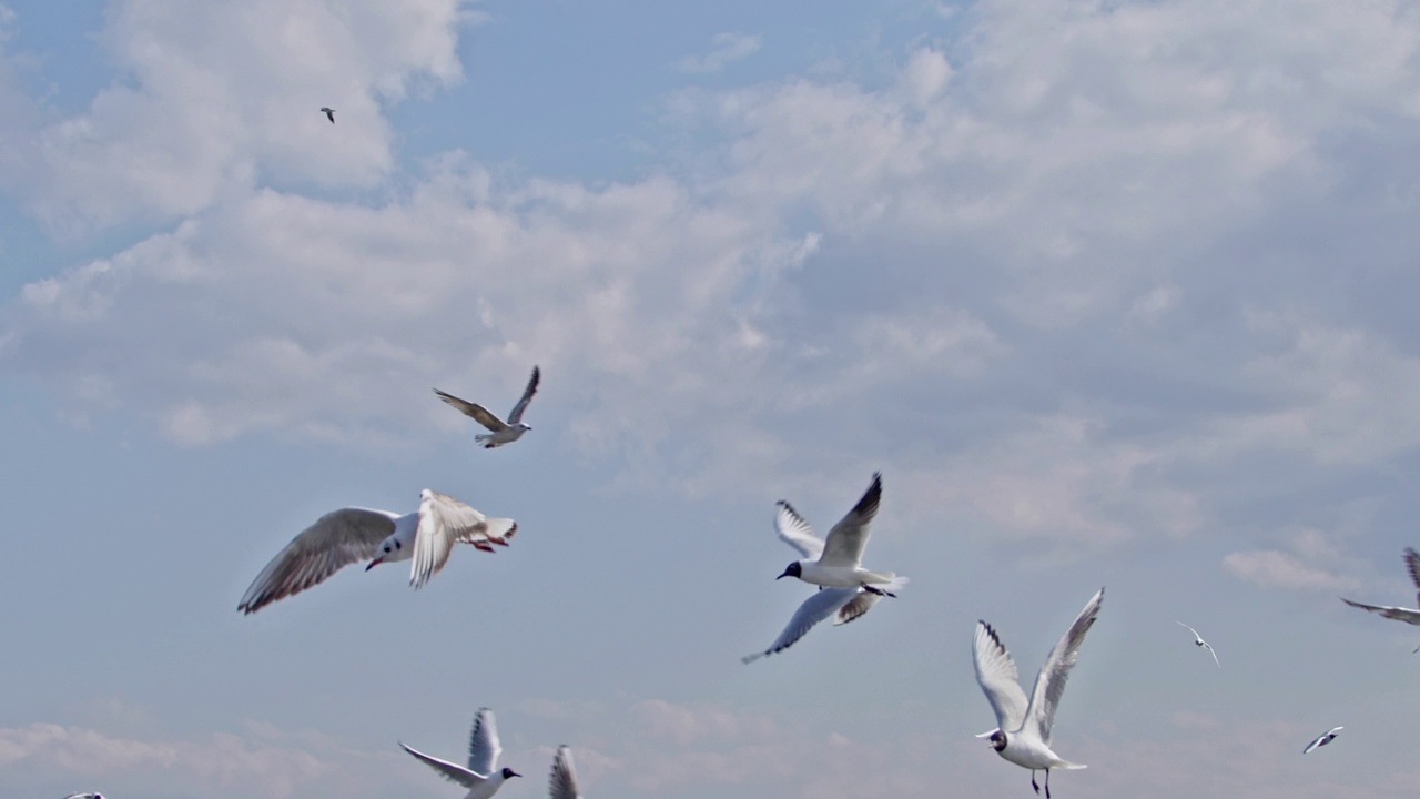 一群黑头海鸥在多云的天空中飞翔视频素材