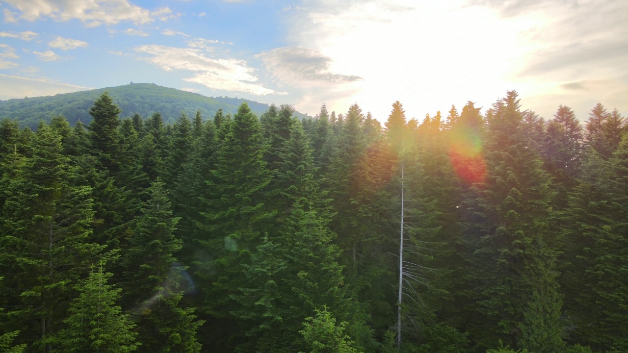 翠绿的松林和深色的云杉鸟瞰图。从上面看北方林地的景色视频下载