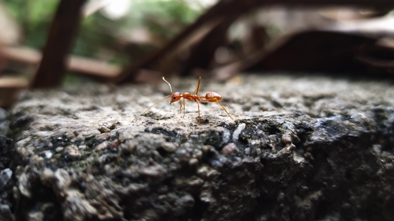 混凝土墙上的一只红蚂蚁视频素材