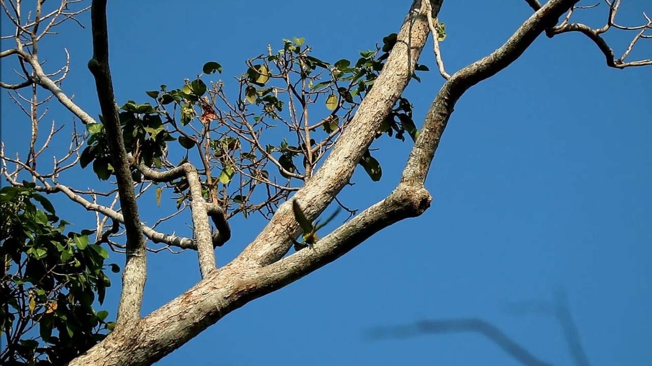 美丽的亚历山大长尾鹦鹉夫妇在树脂树的镜头交配视频素材