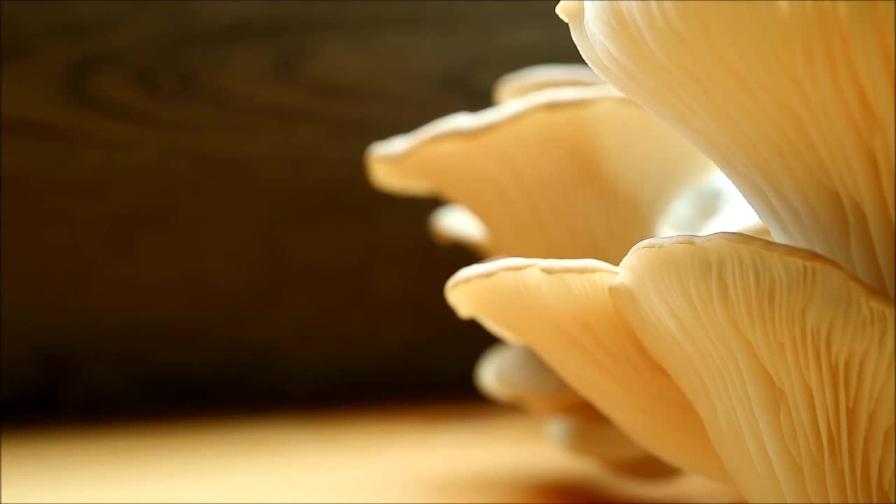 印度平菇(肺侧耳)作为室内植物生长释放数百万孢子的镜头视频素材