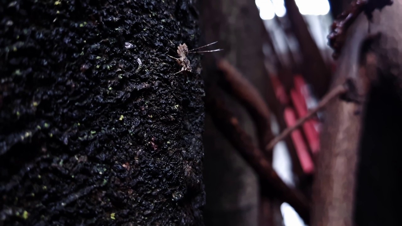 一只爬在树上的小蜘蛛视频素材