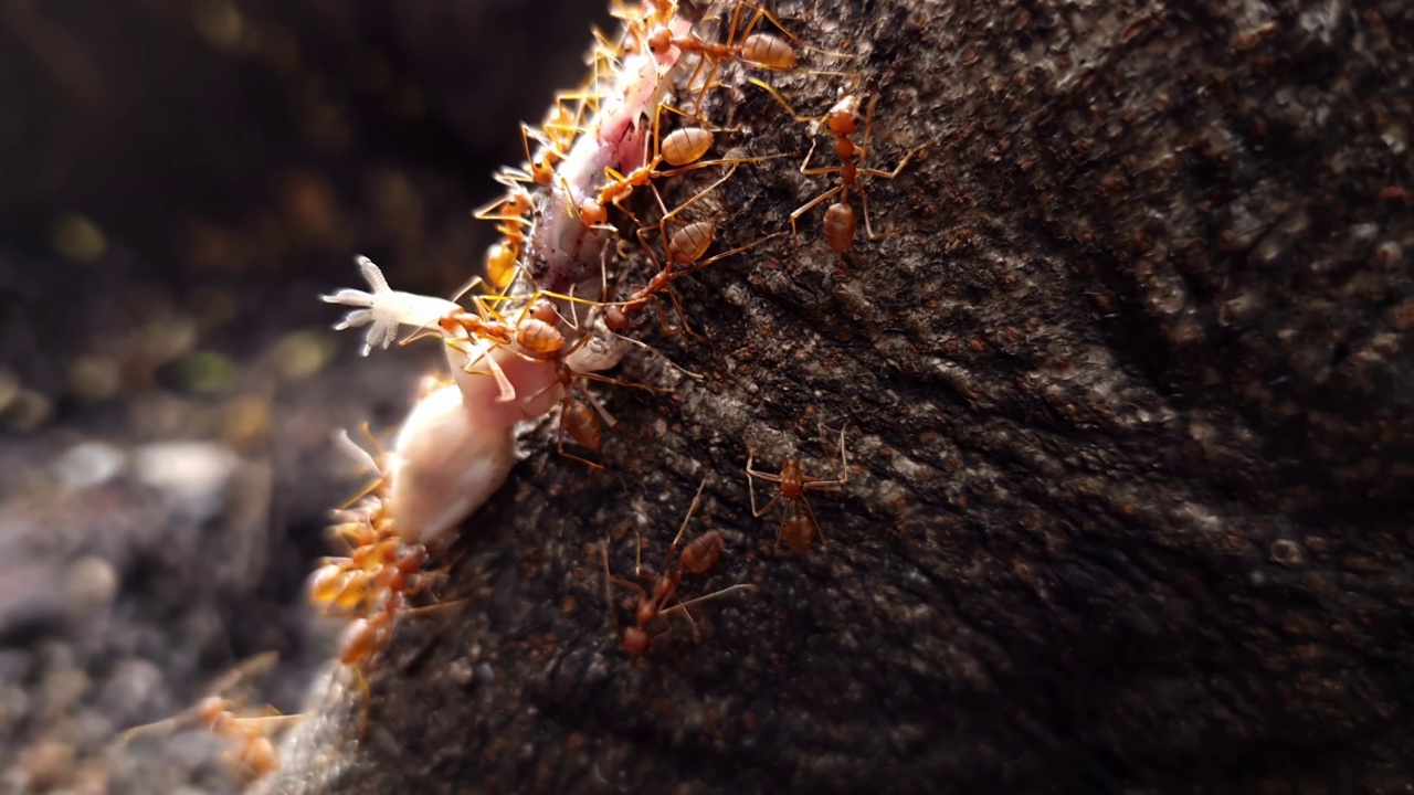 一群红蚂蚁在吃蜥蜴视频素材