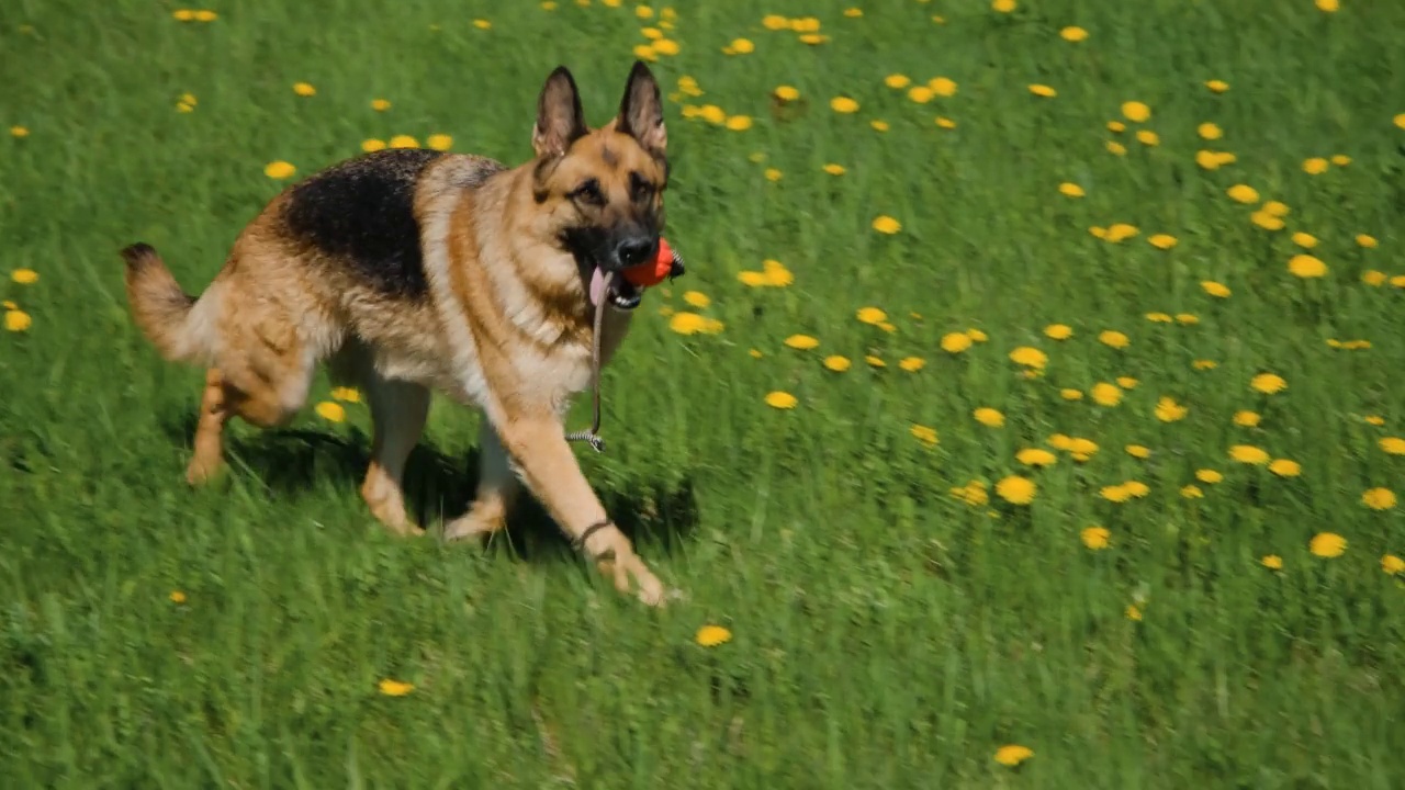 在温暖的夏日，一只德国牧羊犬叼着绳子上的玩具球，优雅地小跑着走进长满黄色蒲公英的田野。世界动物日或国际动物权益日的概念。视频下载