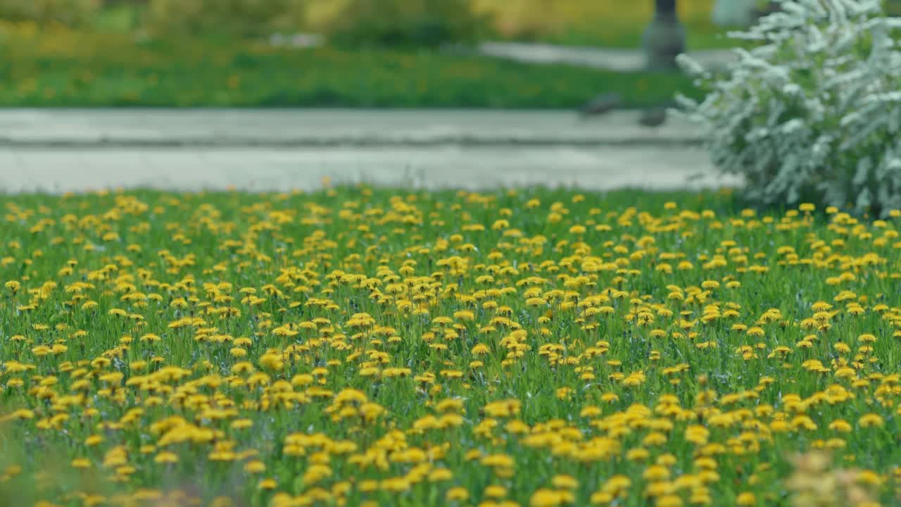 公园里的蒲公英草地在春天的一天，许多可爱的黄色花朵在花园里生长，4K, Prores视频素材